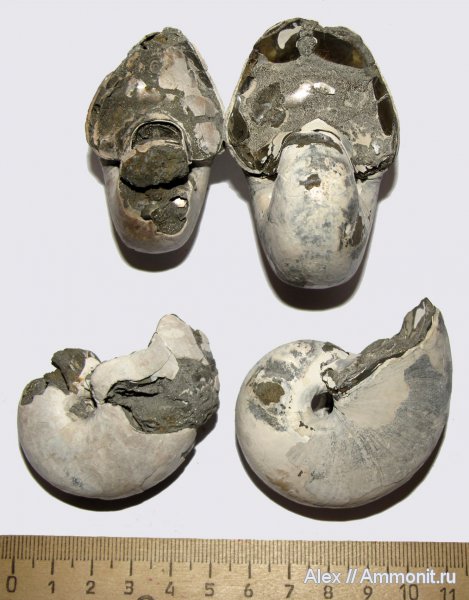 юра, Михайлов, келловей, Cenoceras, Cenoceras wolgensis, Cenoceras okensis, Nautilida, Nautilidae, Callovian, Jurassic, Middle Jurassic