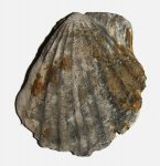 Гребешок Ctenostreon proboscideum
