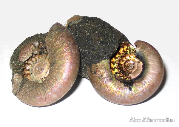 аммониты, юра, Фили, Kachpurites, Kachpurites fulgens, волжский век, Ammonites, Volgian, Jurassic