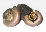 Филевские аммониты Kachpurites fulgens