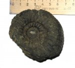 Аммонит Dorsoplanites panderi Аммонит Dorsoplanites panderi