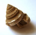 Гастропода Pleurotomaria