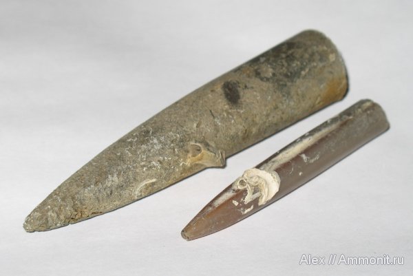 белемниты, юра, Пески, серпулы, Cylindroteuthis, кольчатые черви, Serpula, Serpulidae, Jurassic, belemnites
