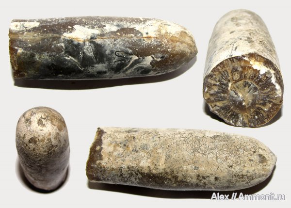 белемниты, юра, Михайлов, серпулы, Cylindroteuthis, Serpulidae, Jurassic, belemnites