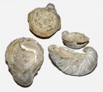 Две Gryphaea dilatata