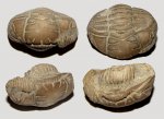 Pliomera fischeri