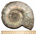 Фрагмокон крупного Binatisphinctes sp.