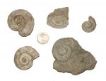 Ордовикские гастроподы Pararaphietoma qualteriatun