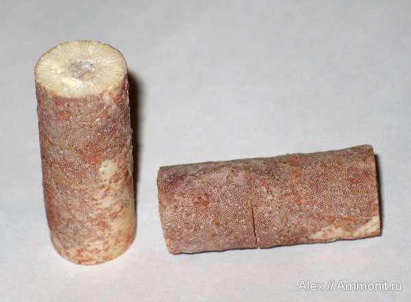 морские лилии, карбон, мшанки, Цемгигант, криноидеи, Synerocrinus incurvus, Synerocrinus