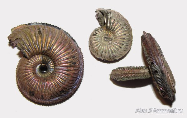 оксфорд, Марково, Amoeboceras, верхний оксфорд, Amoeboceras alternoides, Oxfordian, Upper Oxfordian