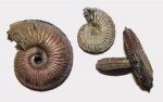 Два Amoeboceras alternoides