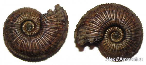 оксфорд, Марково, Amoeboceras, Amoeboceras alternoides, Oxfordian