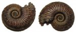 Amoeboceras alternoides в полосочку