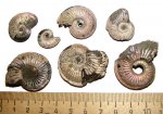 Перламутровые Amoeboceras