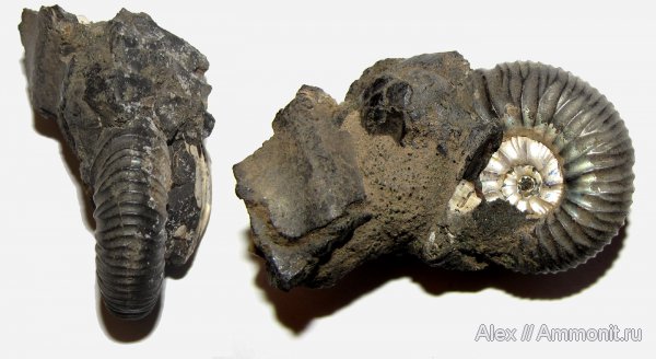 юра, Воскресенск, Virgatites, Елкино, волжский ярус, Virgatitidae, Volgian, Jurassic
