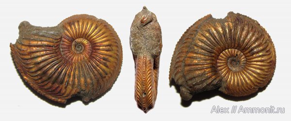 аммониты, оксфорд, Amoeboceras, верхний оксфорд, Amoeboceras alternoides, Ammonites, Oxfordian, Upper Oxfordian