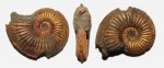 Золотистый Amoeboceras alternoides