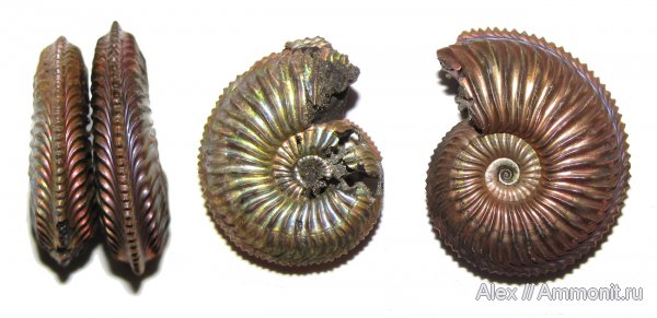 аммониты, юра, оксфорд, Amoeboceras, Amoeboceras alternoides, Ammonites, Oxfordian, Jurassic