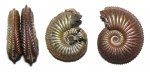 Два Amoeboceras alternoides