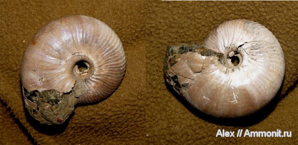 аммониты, юра, Михайлов, Funiferites, келловей, прижизненная окраска, Cadoceratinae, Cardioceratidae, Ammonites, Змеинка, ammonite color pattern, Callovian, Jurassic, Middle Jurassic