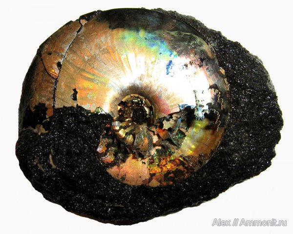 аммониты, юра, Фили, волжский ярус, Garniericeras, Garniericeras catenulatum, Ammonites, Garniericeratinae, Volgian, Jurassic