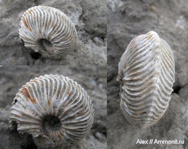 аммониты, юра, Михайлов, Cardioceras, Goliathiceras, оксфорд, юрский период, Pachycardioceras, Cardioceratidae, Ammonites, Cardioceratinae, Oxfordian, Jurassic