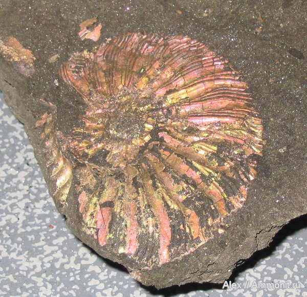аммониты, юра, Коломенское, Virgatites, волжский ярус, Ammonites, Virgatitidae, Volgian, Jurassic