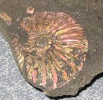 Аммонит Virgatites sp.
