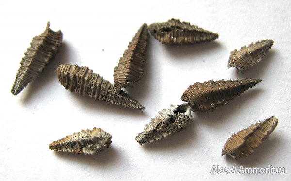 гастроподы, юра, Голутвин, оксфорд, Exelissa, Cryptoptyxis, Cryptoptyxis guinaria, Exelissa quinaria, Oxfordian, Jurassic