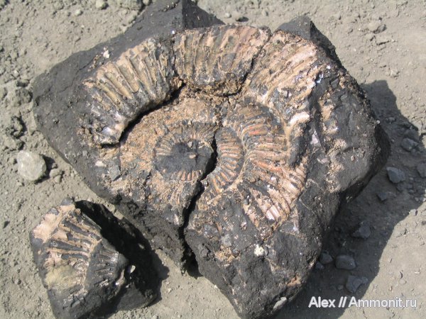 аммониты, юра, Голутвин, оксфорд, юрский период, Dichotomosphinctes, Perisphinctidae, Ammonites, Oxfordian, Jurassic