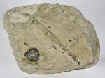Игла и пластинка морского ежа Archaeocidaris