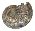 Аммонит Virgatites virgatus из Воскресенска