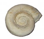 Брюхоногий моллюск Euomphalus marginatus