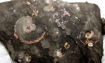 Отпечатки Amoeboceras на глине