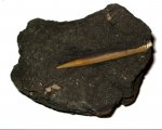 Белемнит Cylindroteuthis