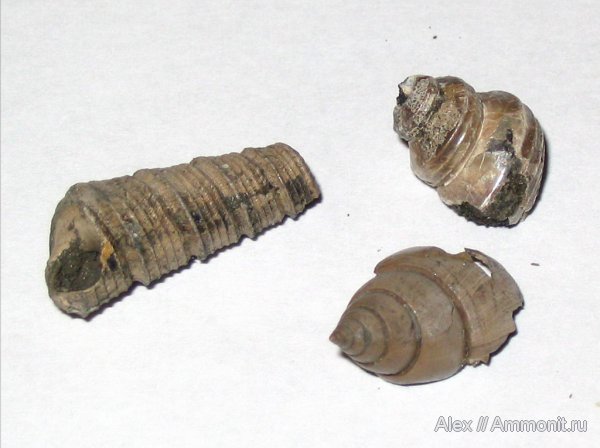 юра, Голутвин, оксфорд, юрский период, Pleurotomaria, Oonia, Turritella, Oonia crithea, Oxfordian, Jurassic