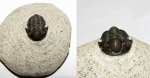Трилобит Gerastos granulosus - фото 2
