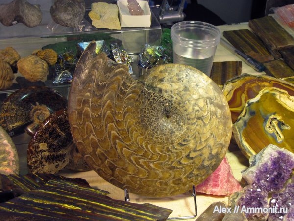 триас, коммерция, выставки, Hedenstroemia hedenstroemi, Hedenstroemia, Гемма, Ceratitida, Triassic