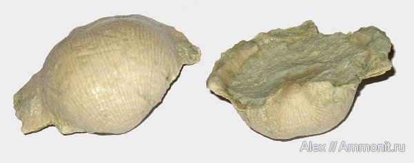 брахиоподы, карбон, Linoproductus, каменноугольный период, Carboniferous, Productida