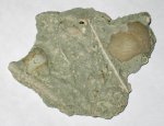 Игла морского ежа Archaeocidaris mosquensis