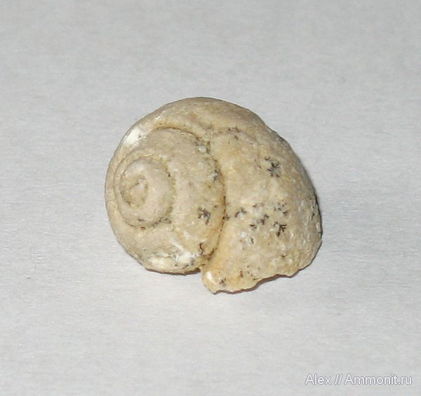 гастроподы, карбон, каменноугольный период, Carboniferous, Soleniscus