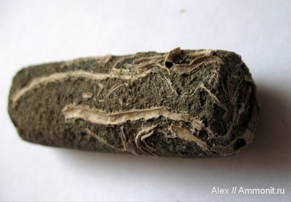 белемниты, юра, Пески, серпулы, Serpula, Serpulidae, Jurassic, belemnites