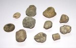 Различные Echinoencrinites