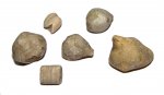 Чашечки и фрагменты Echinoencrinites