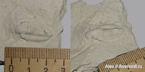 трилобиты, карбон, Голутвин, каменноугольный период, Carboniferous, Pseudophillipsia, Phillipsia