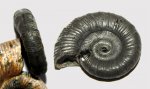 Отпечатки боковых и вентральных мускулов Binatisphinctes sp.