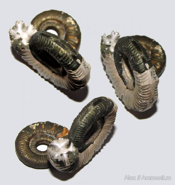 аммониты, юра, Binatisphinctes, келловей, Ammonites, мускулы, мышцы, muscle scars, отпечатки мускулов, Callovian, Jurassic, Middle Jurassic