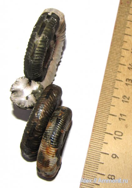аммониты, юра, Binatisphinctes, келловей, Ammonites, мускулы, мышцы, muscle scars, отпечатки мускулов, Callovian, Jurassic, Middle Jurassic