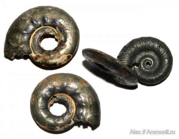 аммониты, юра, Binatisphinctes, Brightia, келловей, Ammonites, мускулы, мышцы, muscle scars, отпечатки мускулов, Callovian, Jurassic, Middle Jurassic