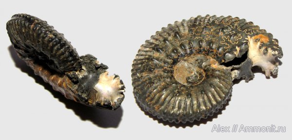 аммониты, юра, Kosmoceras, келловей, Kosmoceratidae, Ammonites, мускулы, мышцы, muscle scars, отпечатки мускулов, Callovian, Jurassic, Middle Jurassic